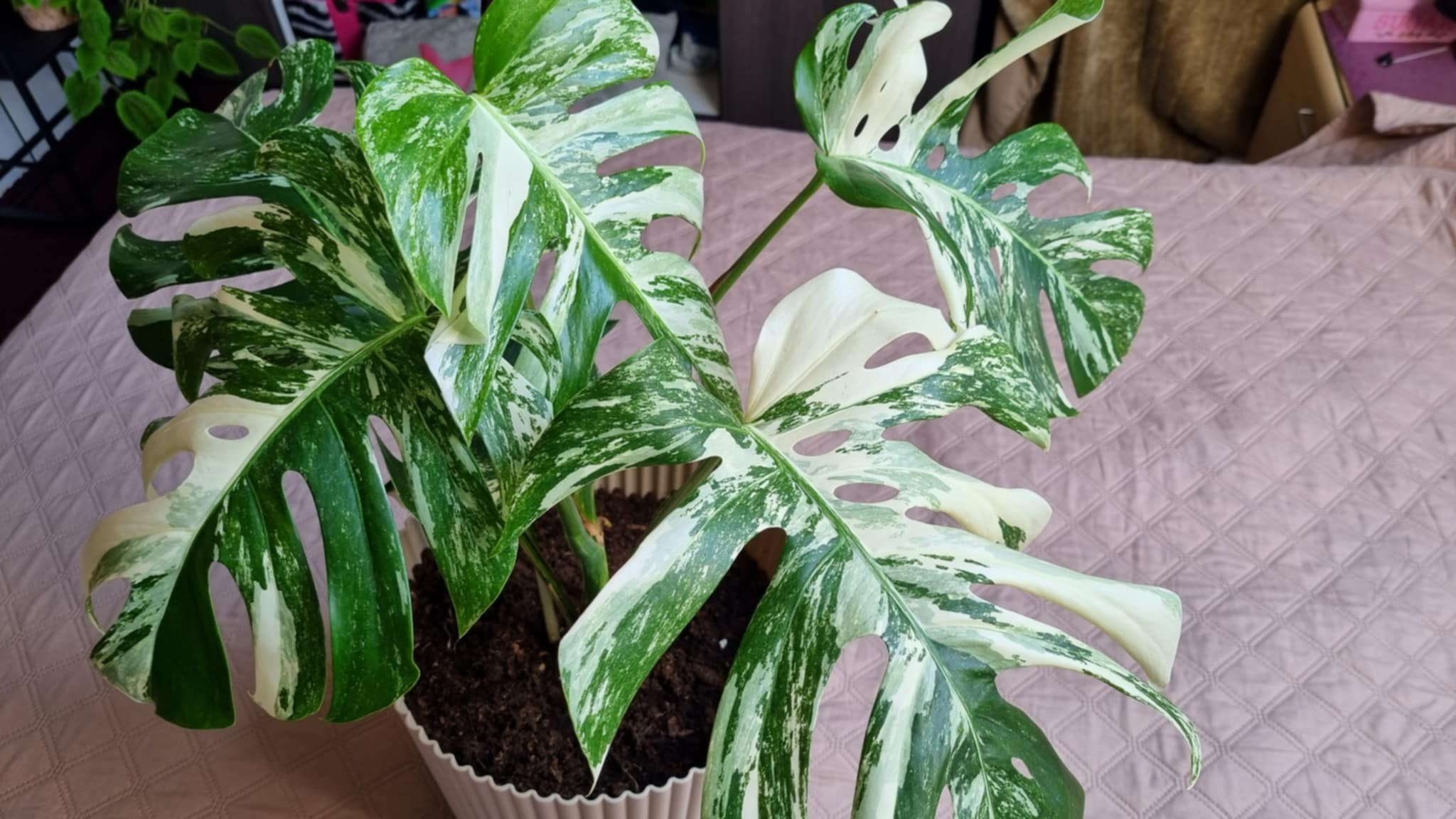 Variegated Monstera